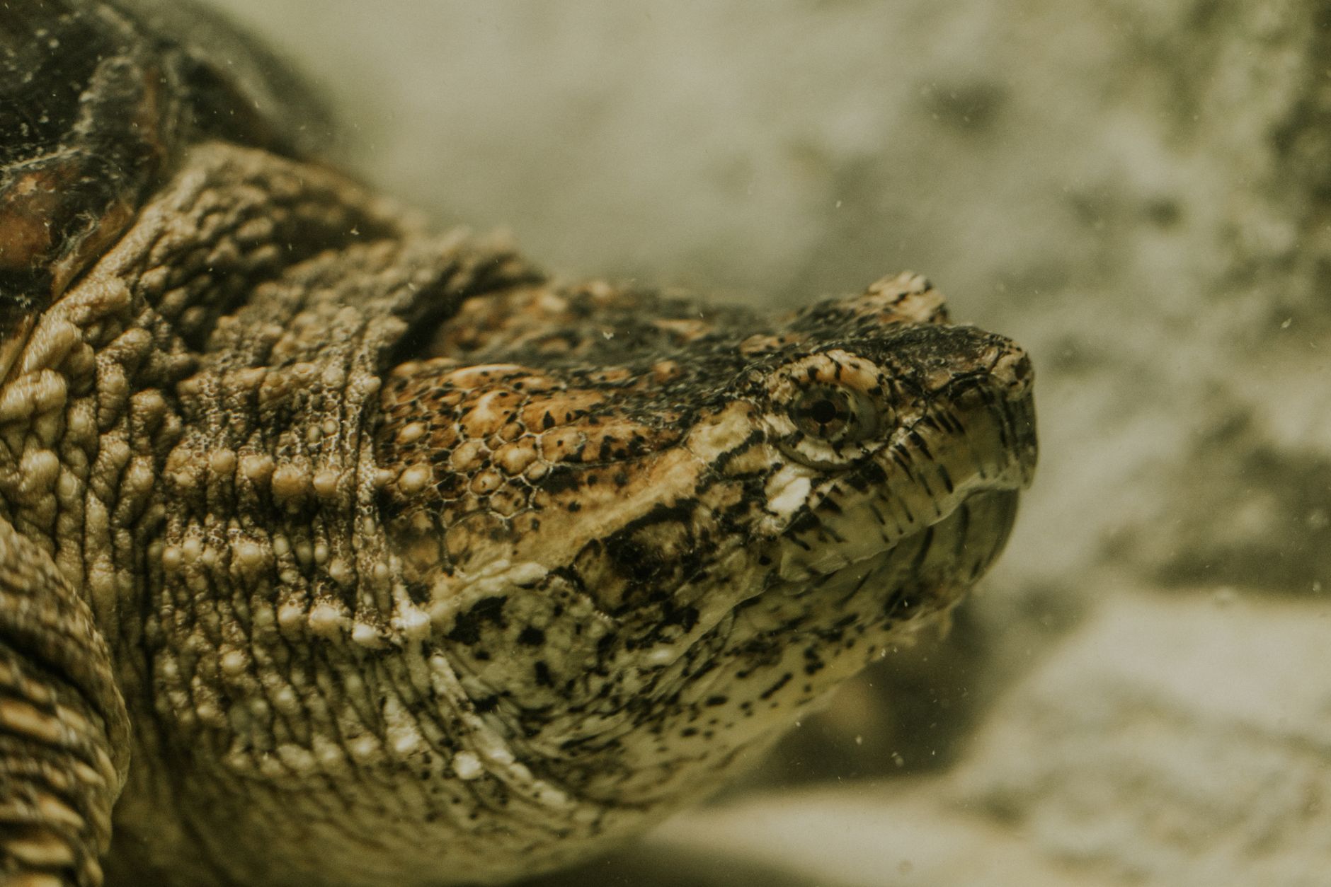 Ancient Armored Fish: Proven Ways They Crushed Prey